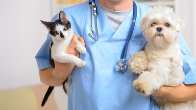 Не оставляйте проблемы питомцев на самотек: обращайтесь в ветеринарную клинику!