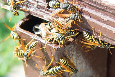 Уничтожение насекомых: не нужно впадать в отчаяние, когда выход находится рядом!