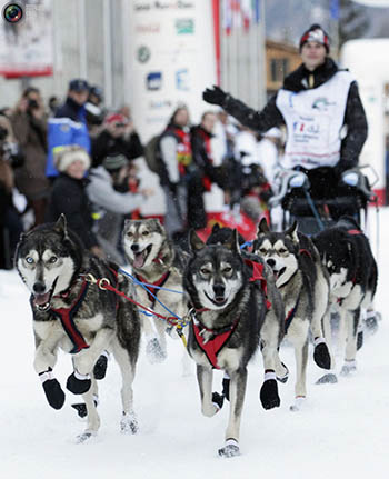 В Омске пройдут гонки на собачьих упряжках