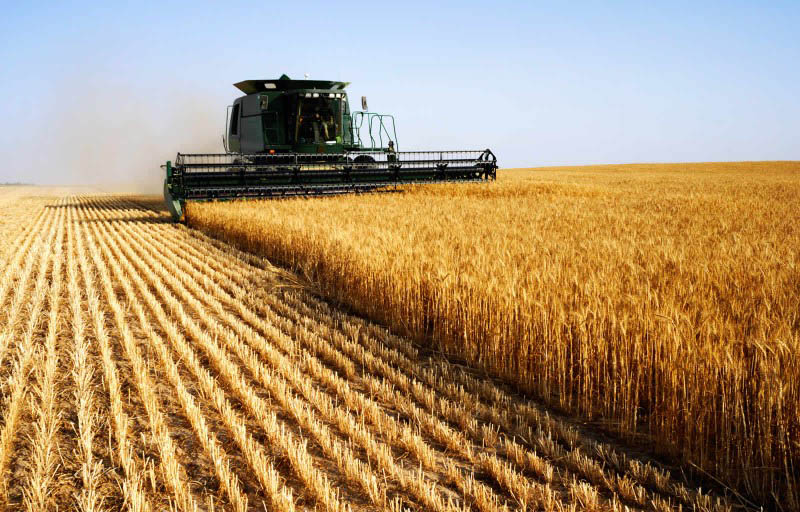 Омские аграрии выгодно продали свою пшеницу