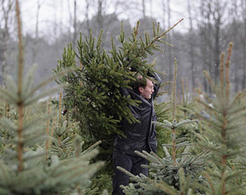 В Омской области началась заготовка хвойных деревьев к Новому году