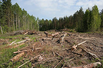 В Омской области незаконно вырублен лес на три миллиона рублей