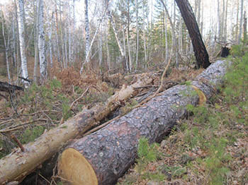 Житель Омской области, чтобы построить баню, незаконно спилил лес