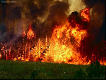 В Омской области лес загорелся от молнии