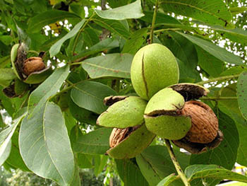 В омском «Ашане» обнаружили некачественные орехи