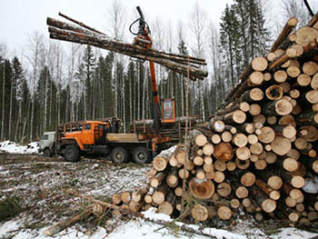 В Омской области переработчик древесины незаконно спилил 41 березу