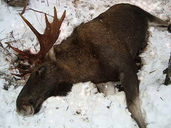 Браконьер из Омской области застрелил лося