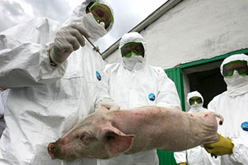В Омске опасаются чумы свиней