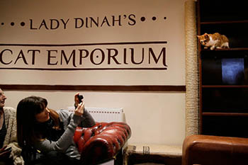 Кошачье кафе Lady Dinah's Cat Emporium открылось в Лондоне.