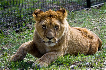 В Крыму открылся сафари - парк львов