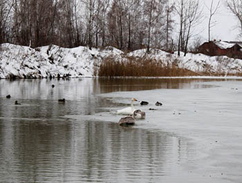 Зазимовавшего в Омске лебедя устроили в теплом вольере «Птичьей гавани»