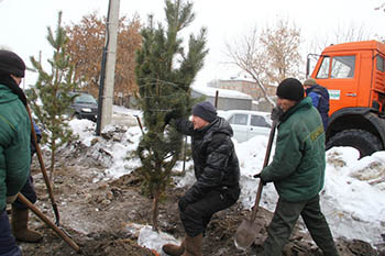 В Омске продолжаются зимние посадки крупномерных деревьев