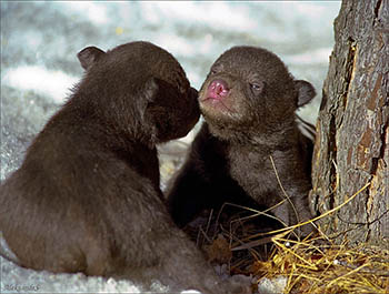 В Большереченском зоопарке медведица во время спячки родила двух медвежат
