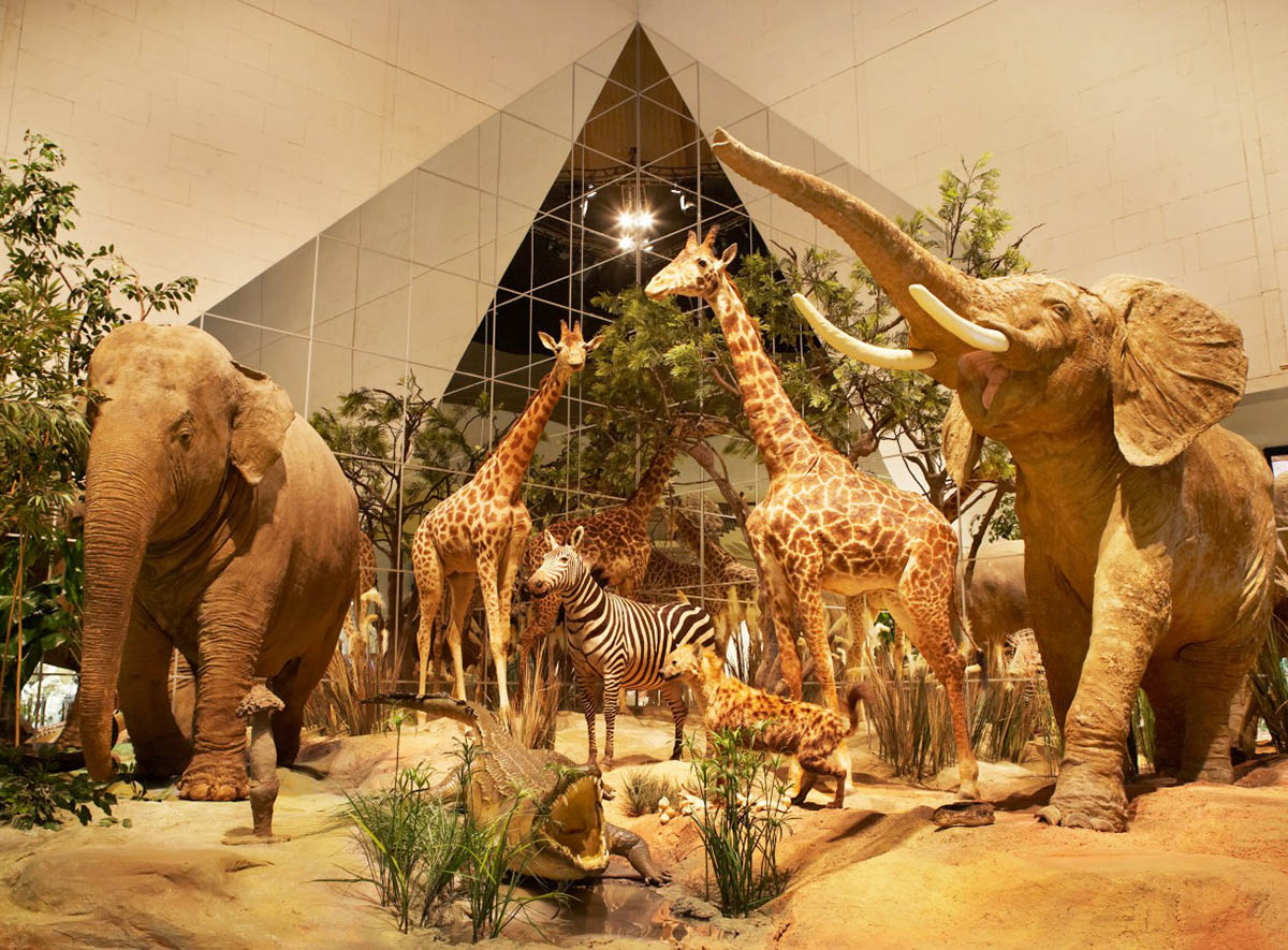 Фото 2: Дарвиновский музей – начало великой истории Земли