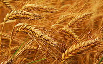 Прикупим пшеницы