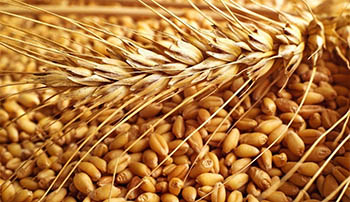 Новости зернового рынка