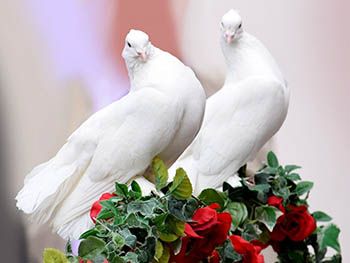 Пара белых голубей
