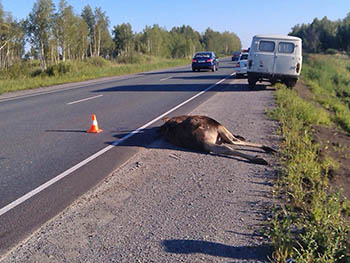 На трассе Тюмень – Омск автомобилист сбил лося