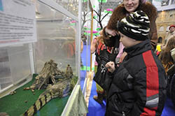 Большереченский зоопарк не может открыть в Омске зоовыставку