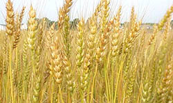 В Омской области намолотили первый миллион тонн зерна