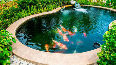 Прочитать публикацию «Прудовая рыба: как выбрать и купить для вашего пруда» Прудовая рыба: как выбрать и купить для вашего пруда